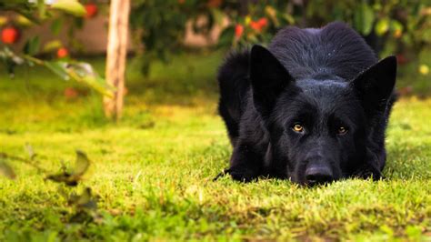 Black German Shepherd - A-Z Animals