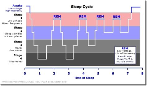 [DIAGRAM] Normal Sleep Cycle Diagram - MYDIAGRAM.ONLINE