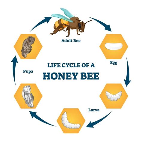 The Honey Bee Life Cycle: Learn About Each Incredible Stage - Minneopa Orchards