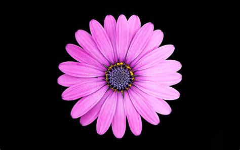 Margarita Purple Daisy flower 4K Wallpapers | HD Wallpapers | ID #23980