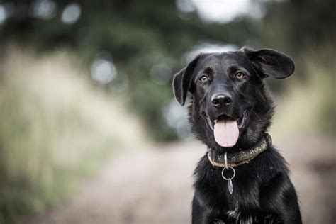 Black Lab Border Collie Mix: What To Expect From A Borador - Puppy In Training