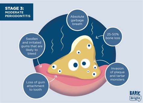 Periodontal Disease in Dogs: Guide to Signs and Symptoms - BARK Post