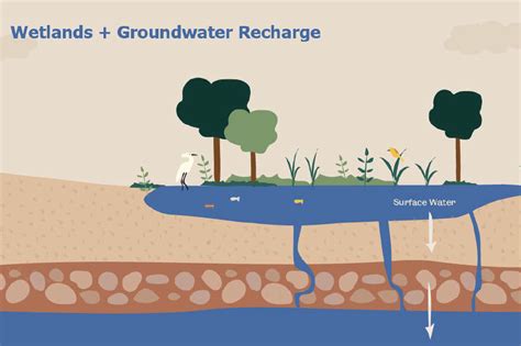 Wetlands & Groundwater Recharge Infographic | The National Environmental Education Foundation (NEEF)