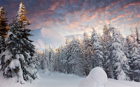 Winter Snow Forest Wallpapers - Wallpaper Cave