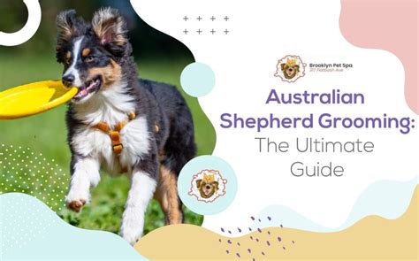 Australian Shepherd Grooming - The Ultimate Guide