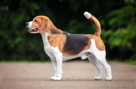 Beagle | Overview, Description, Temperament, & Facts | Britannica