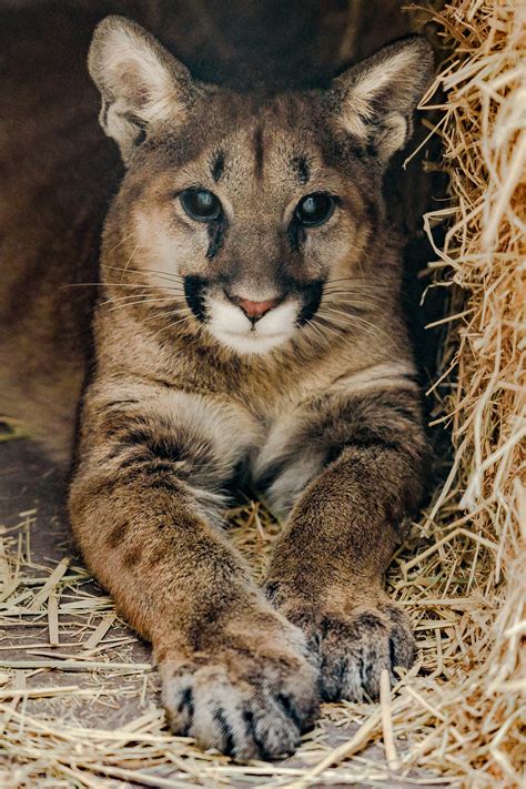 Orphaned Mountain Lion Cubs Taken in by Oakland Zoo | YubaNet