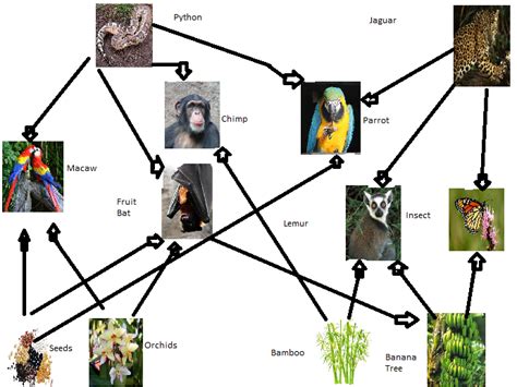 Examples Of Rainforest Food Chains