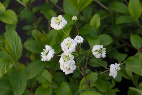 How to Grow and Care for Bridal Wreath Spirea