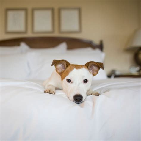 Top Pet Friendly Hotels in India - Via.com Blog