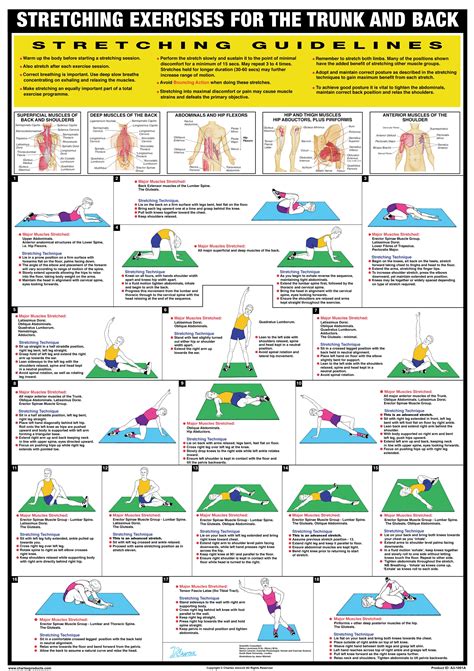 Stretching Exercise Poster - Trunk and Back