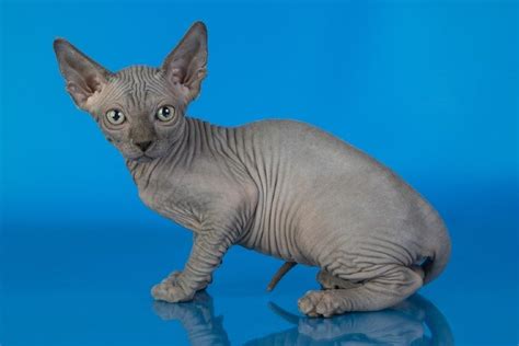 Blue Sphynx Cat: Facts, Origin & History (With Pictures) | Hepper