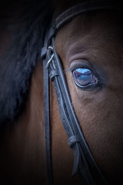 Preventing Horse Eye Problems | Cave Creek Equine