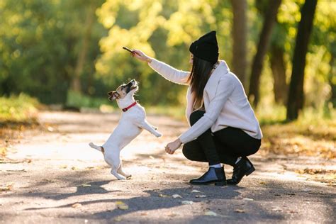 Reasons To Hire Professional Dog Trainer | Pets Nurturing