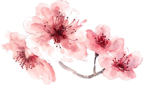 Free Watercolor Flowers Png at PaintingValley.com | Explore collection of Free Watercolor ...