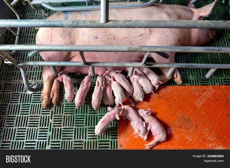 Pig Farm Industry Image & Photo (Free Trial) | Bigstock