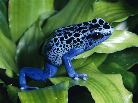 atar: poison dart frog facts