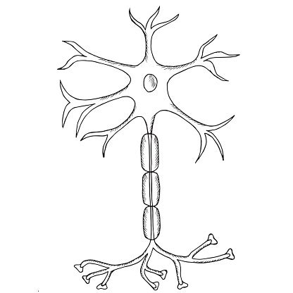 Neuron Sketch Stock Illustration - Download Image Now - iStock