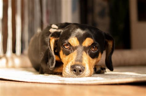 6 Signs Your Dog Has Heartworm Disease - North Kenny Veterinary Hospital