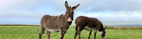 15 Donkey Facts About The Misunderstood Equines