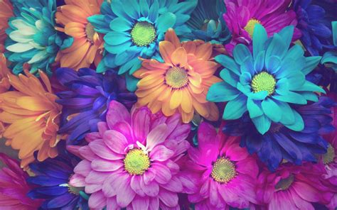 Flower Background Hd Wallpaper Full | Best Flower Site