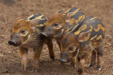 Wild Swine (Pig and Hog) | San Diego Zoo Animals & Plants