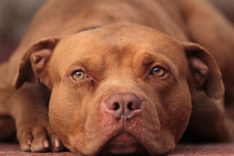 Red Nose Pitbull: Breed Facts, History and Differences