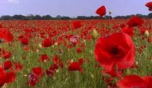 Poppies in July Poem by Sylvia Plath