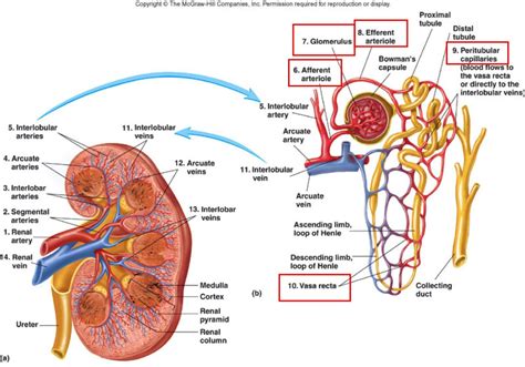 Where are Your Kidneys Diagram Elegant Human Anatomy Kidney Anatomy and Function Kidneys Anatomy ...