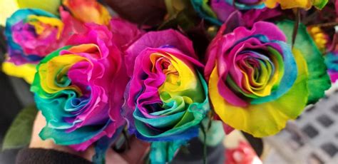 Rainbow Roses — Pike Place Flowers