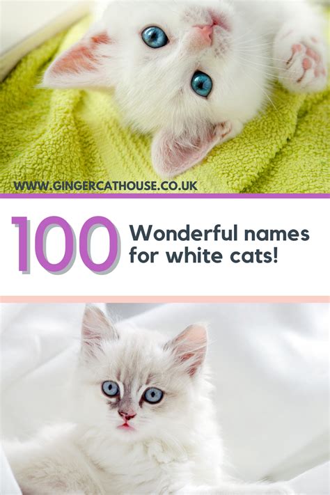 Need helping choosing the perfect name for your white cat? Let us help you with these adorable ...