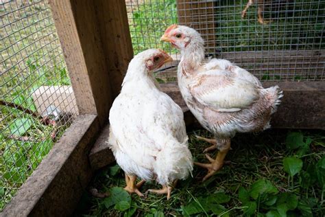 Broiler Chicken Breeds: 16 of the Best Meat Chickens - Amy K. Fewell