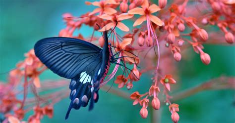 🔥 Free Download Butterfly On Flower Amazing 4k Ultra Hd Wallpaper Ololoshenka by @danielz ...