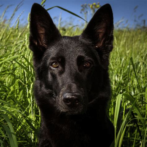 Black German Shepherd - Breed Profile & Information