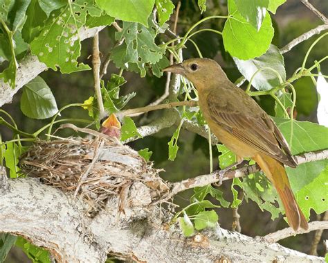 Summer Tanager at nest Photograph by Damon Calderwood - Fine Art America