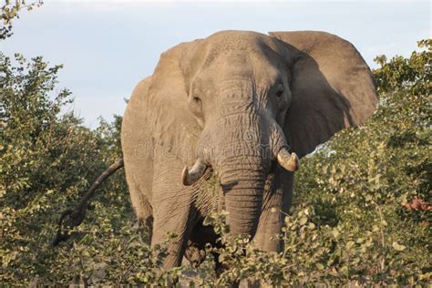 African Elephant with Tusks Goes through the Acacia Bushes Stock Photo - Image of tusks ...