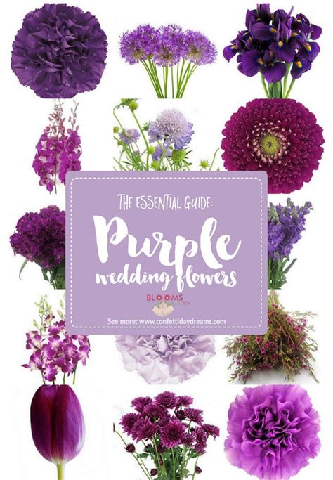 Best 25+ Purple names ideas on Pinterest | Lavender meaning, Flowers and Next flowers