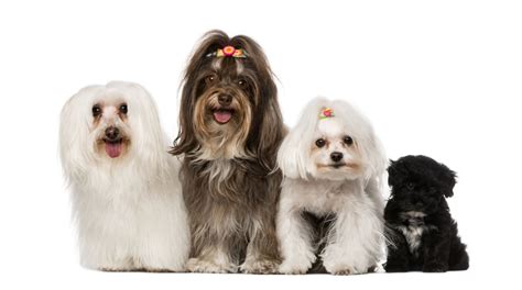 Havanese Colors: A Wonderfully Unique Breed and All Its Patterns - Havanese Dog