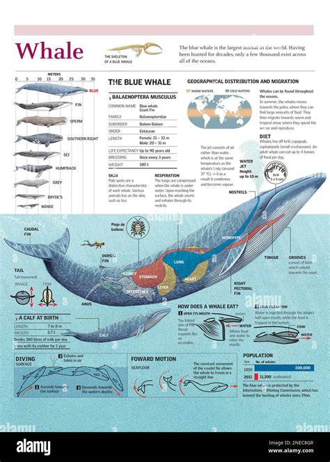 Infographic on the anatomy, habitat, diet and breeding of the blue whale. [Adobe Illustrator ...