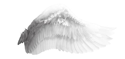 Beautiful Angel Wings Png