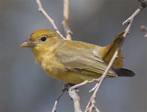 summer-tanager – Wildlife In Nature