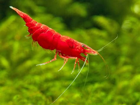 Red Cherry Shrimp | Prestopets