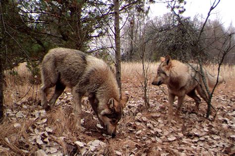 How Radiation is Affecting Wildlife Thirty Years After the Chernobyl Disaster