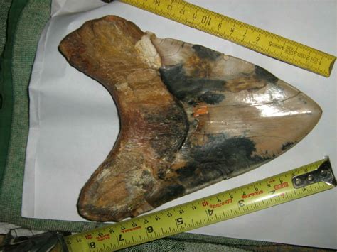 What is the largest Megalodon tooth ever found? - FossilEra.com