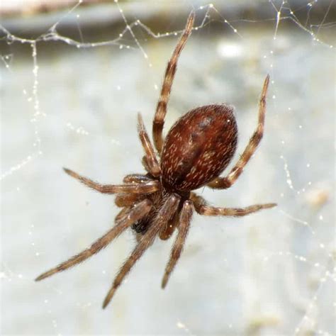 Gray House Spider - Badumna Longinqua - USA Spiders