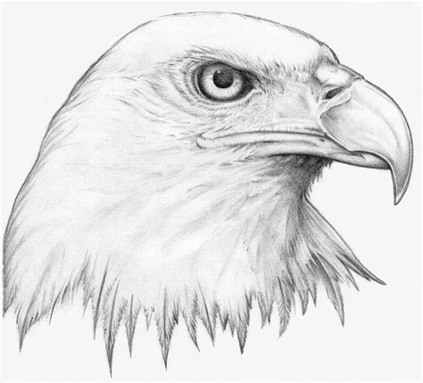 Pencil Drawing Images Animals at PaintingValley.com | Explore collection of Pencil Drawing ...