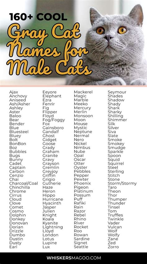 What Is A Good Name For A Gray Cat