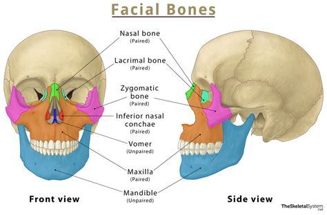 Facial Bones – List of Names, Anatomy, & Labeled Diagram