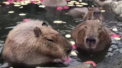 Japan zoo hopes capybaras draw in Olympic visitors