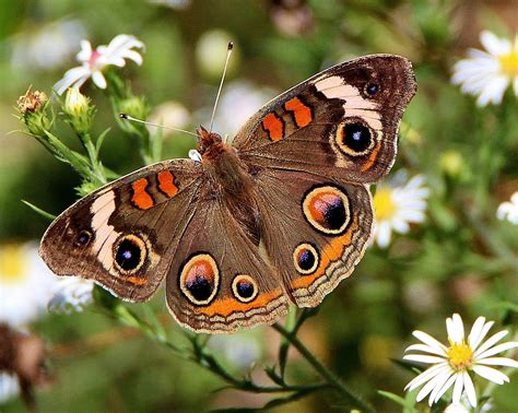 Common Buckeye - Alabama Butterfly Atlas